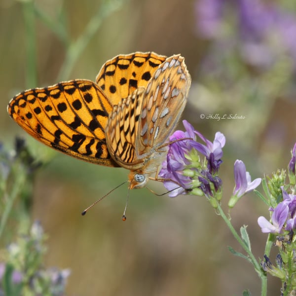 Speyeria zerene