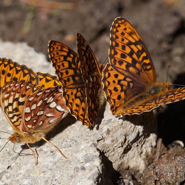 Speyeria hydaspe