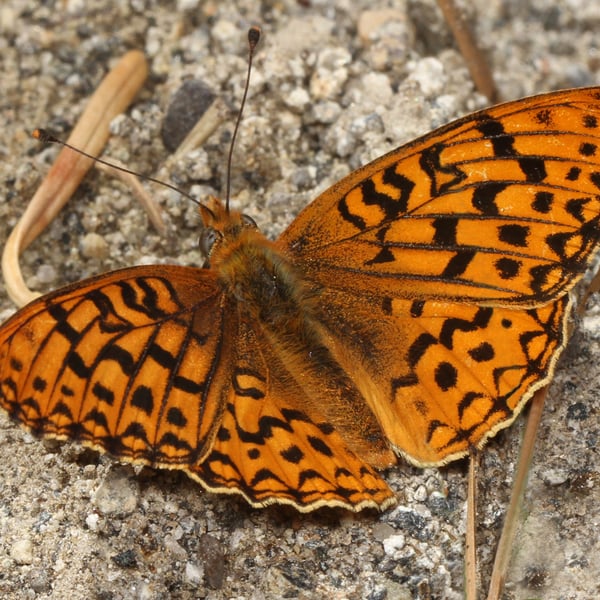 Speyeria mormonia