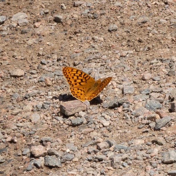 Speyeria hesperis
