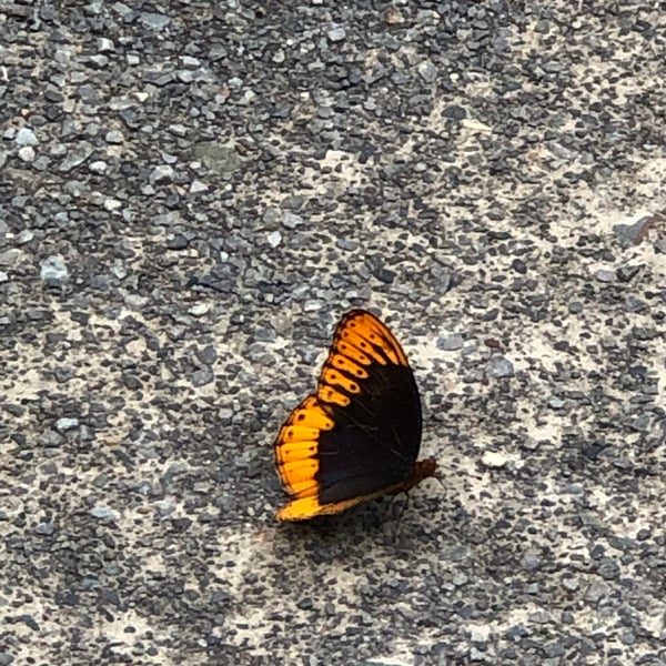 Speyeria diana