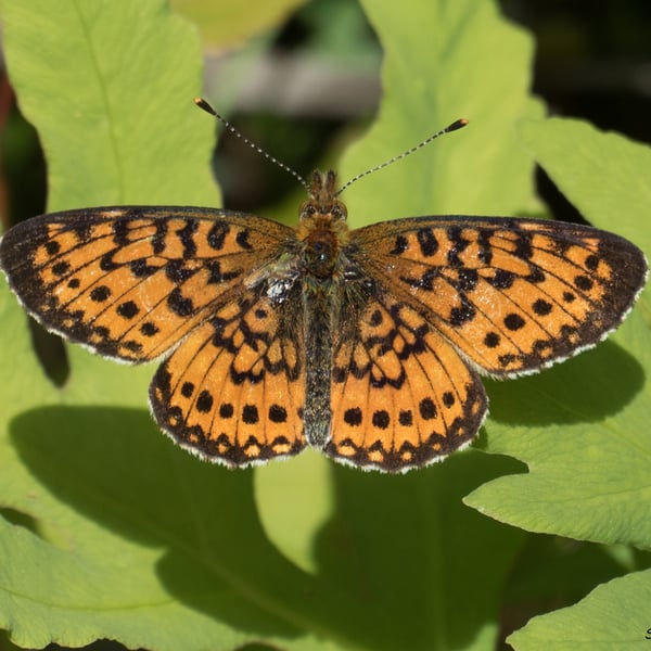 Boloria selene