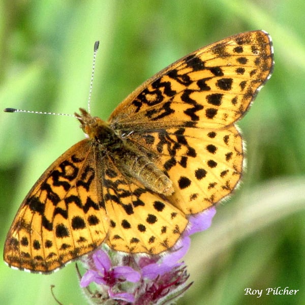 Boloria bellona