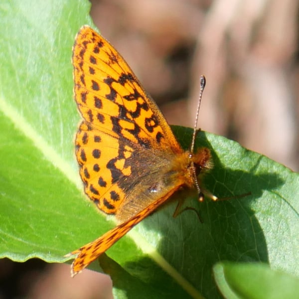 Boloria epithore