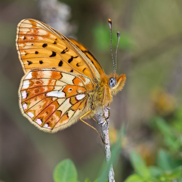 Boloria euphrosyne