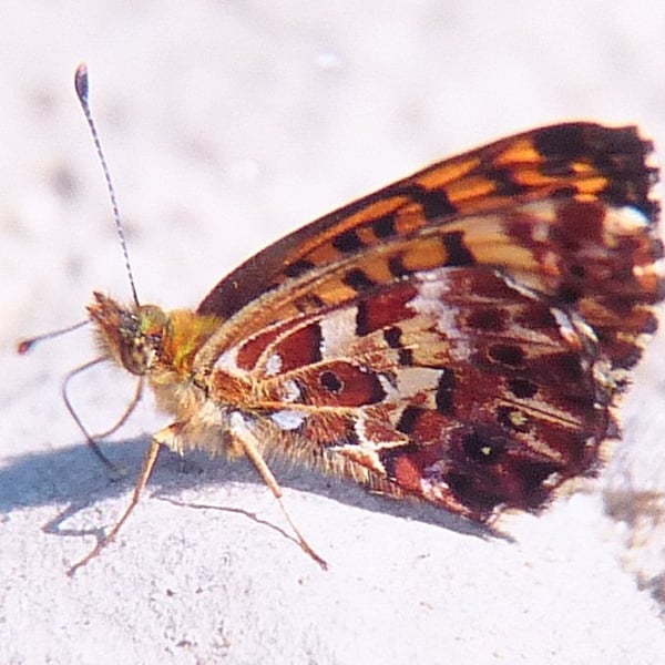 Boloria chariclea
