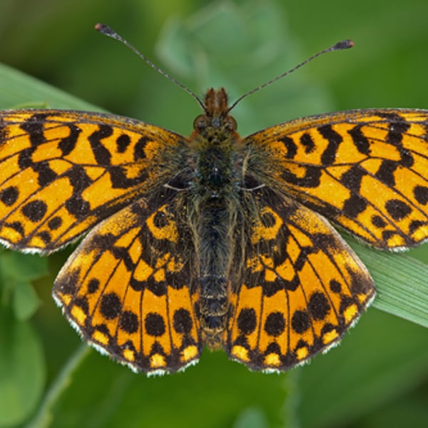 Boloria dia