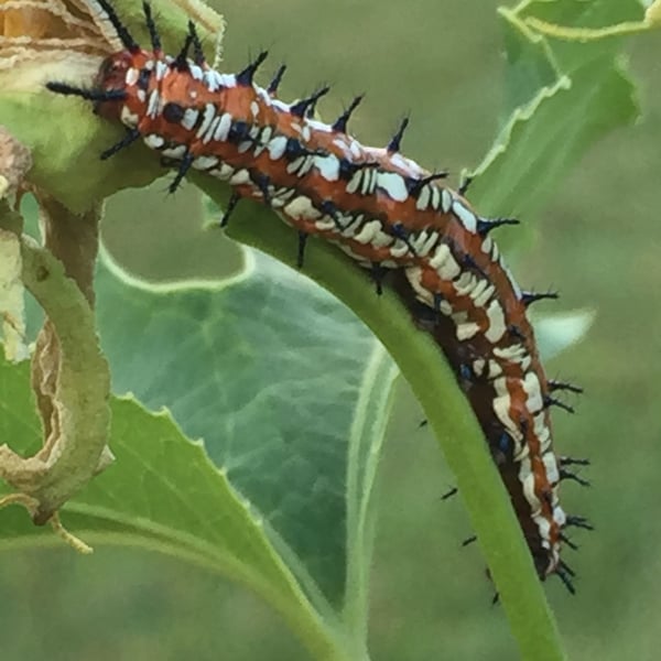 Euptoieta claudia