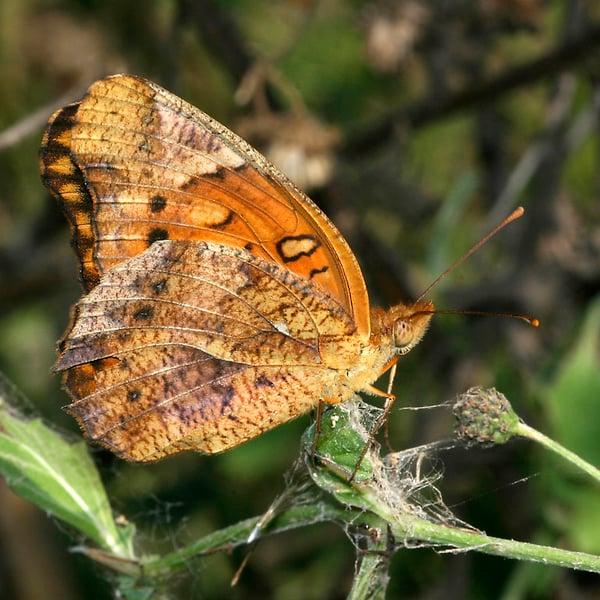 Euptoieta hegesia
