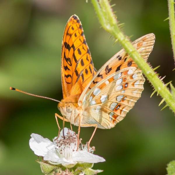 Argynnis adippe