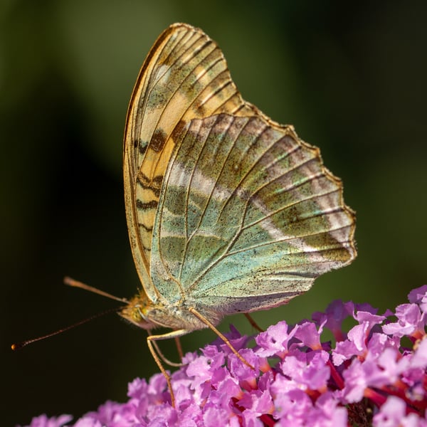 Argynnis paphia