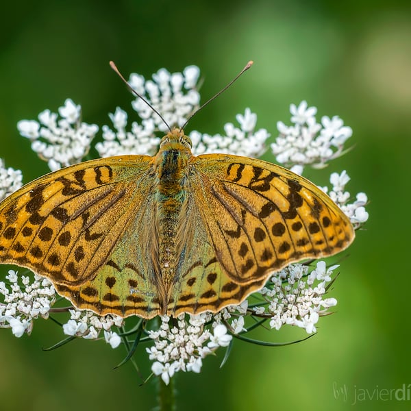 Argynnis pandora