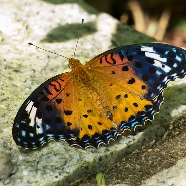 Argynnis hyperbius