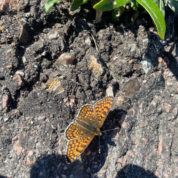 Argynnis niobe