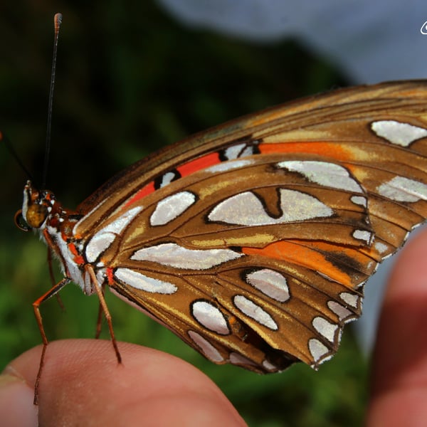 Agraulis vanillae