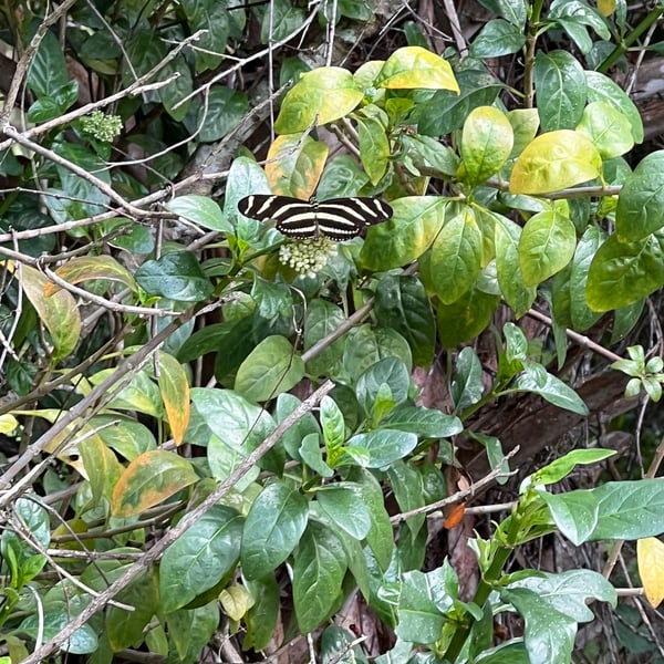 Heliconius