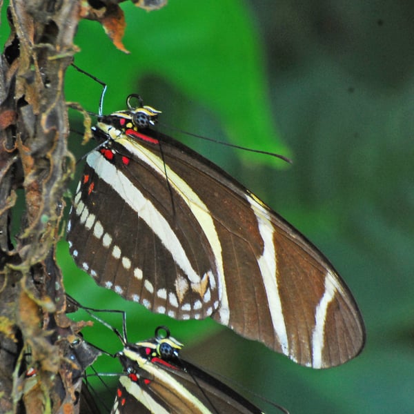 Heliconius charithonia