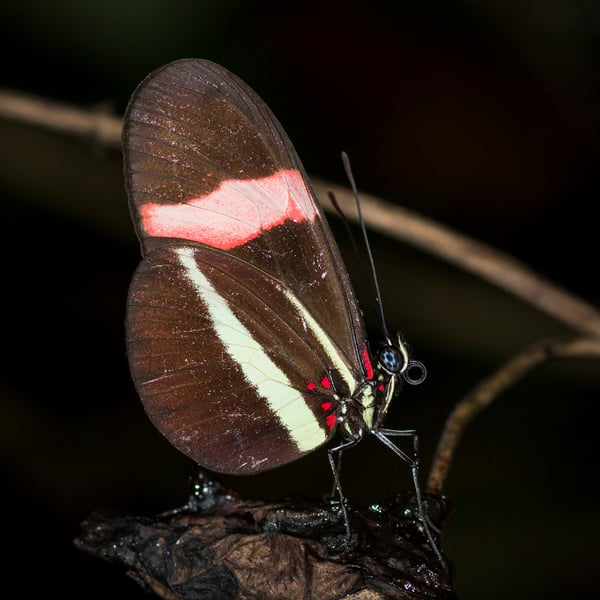 Heliconius erato