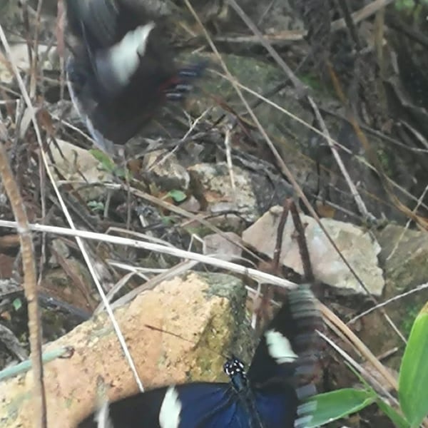Heliconius sara
