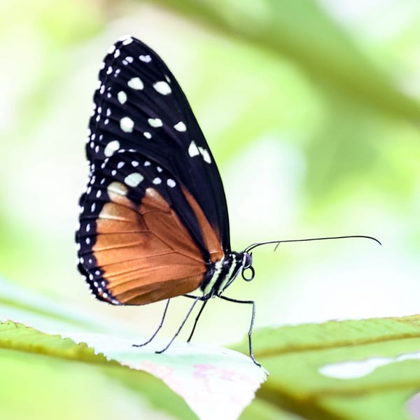 Heliconius hecale