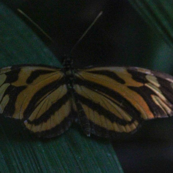 Heliconius ismenius