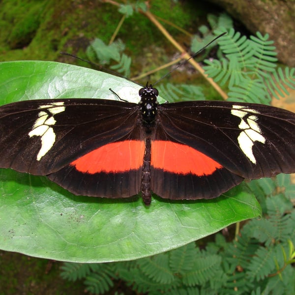 Heliconius hortense