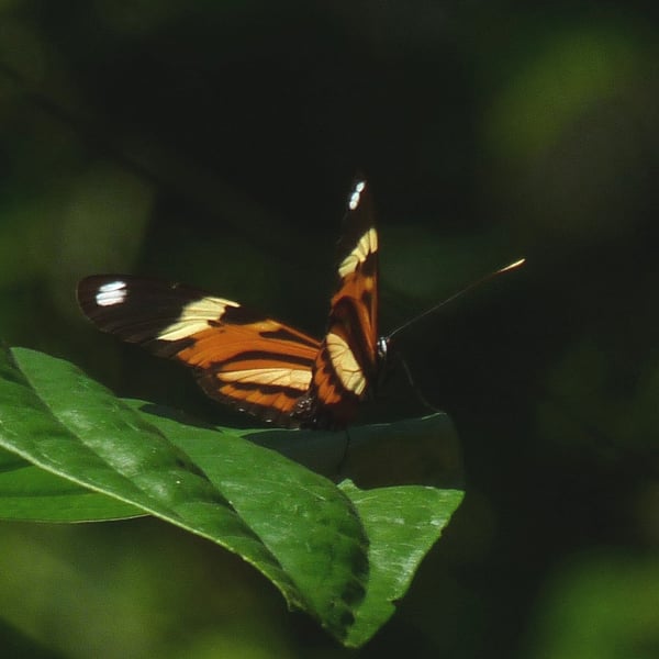 Heliconius ethilla