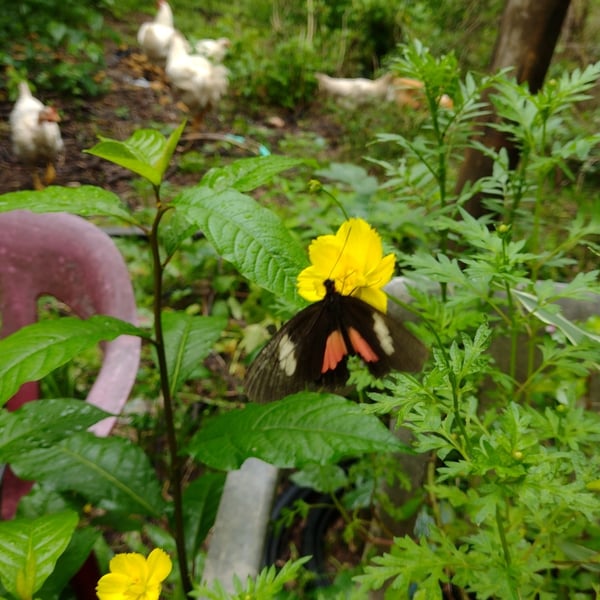 Heliconius clysonymus