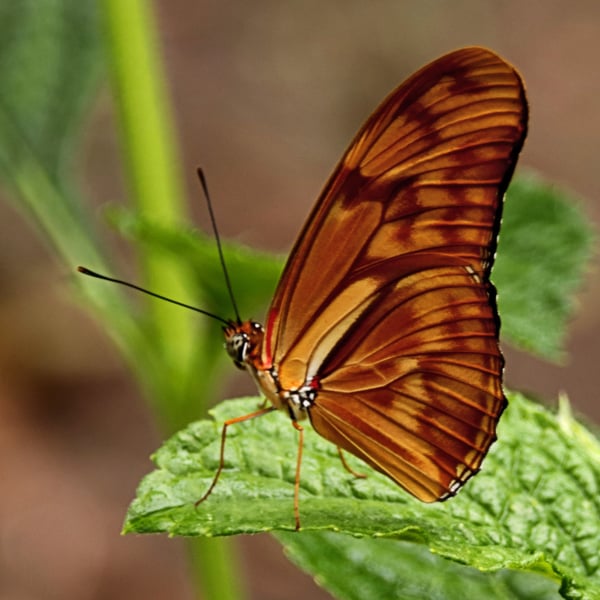 Dryas iulia
