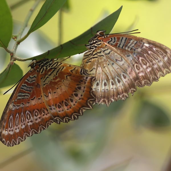 Cethosia biblis