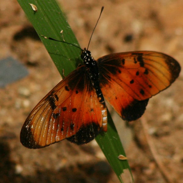 Acraea natalica