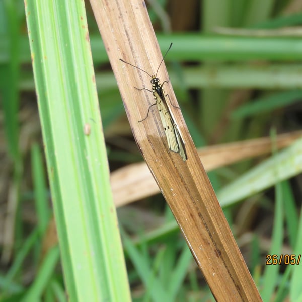 Acraea encedon