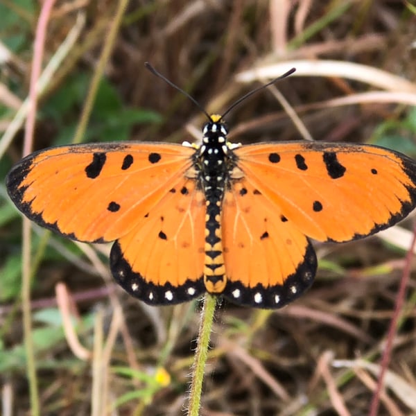 Acraea terpsicore