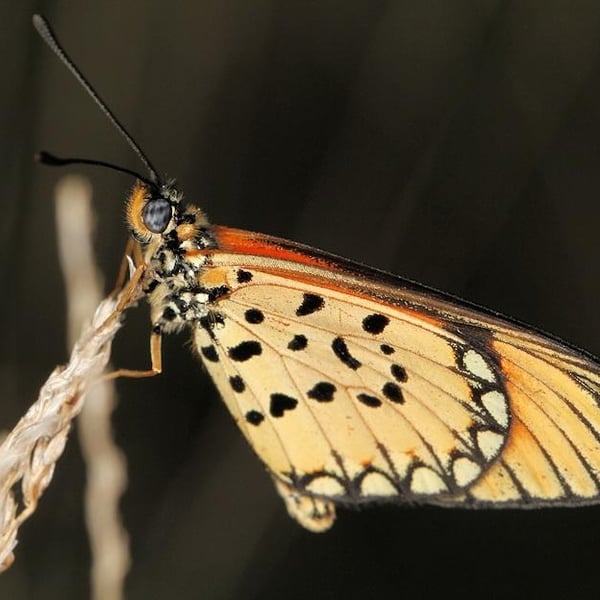 Acraea serena
