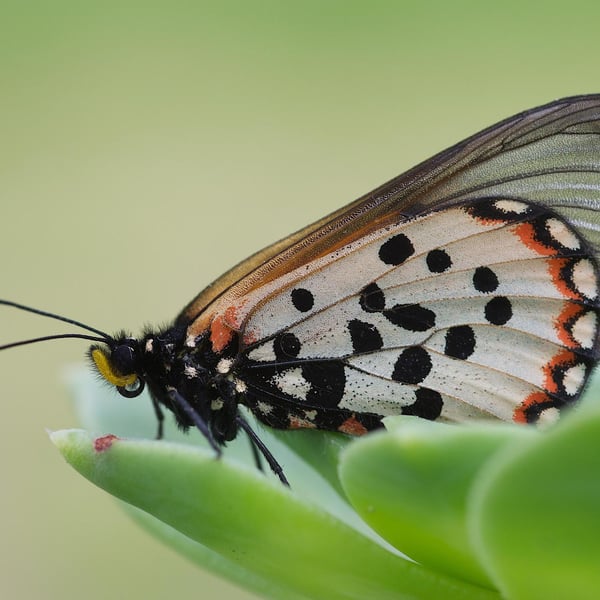 Acraea horta