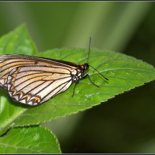 Acraea issoria