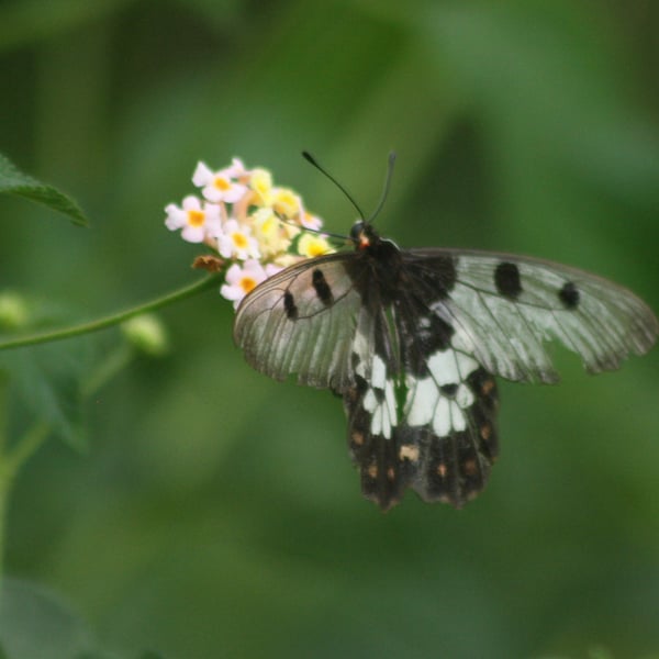 Acraea andromacha