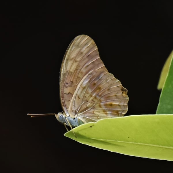 Phalanta