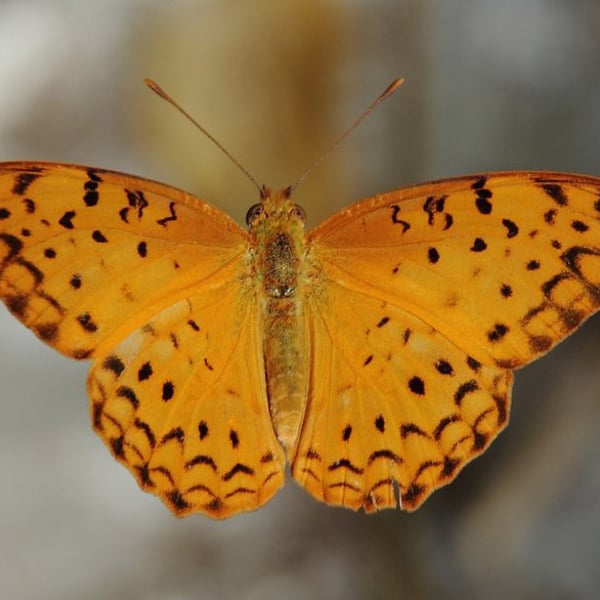 Phalanta phalantha