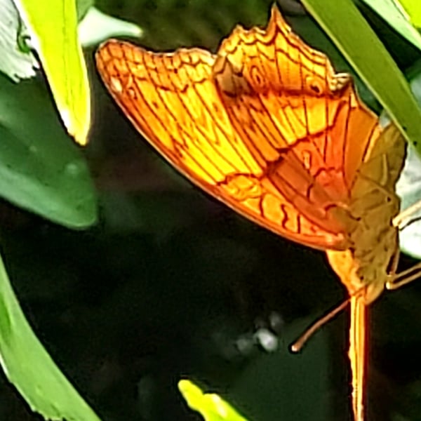 Vindula dejone