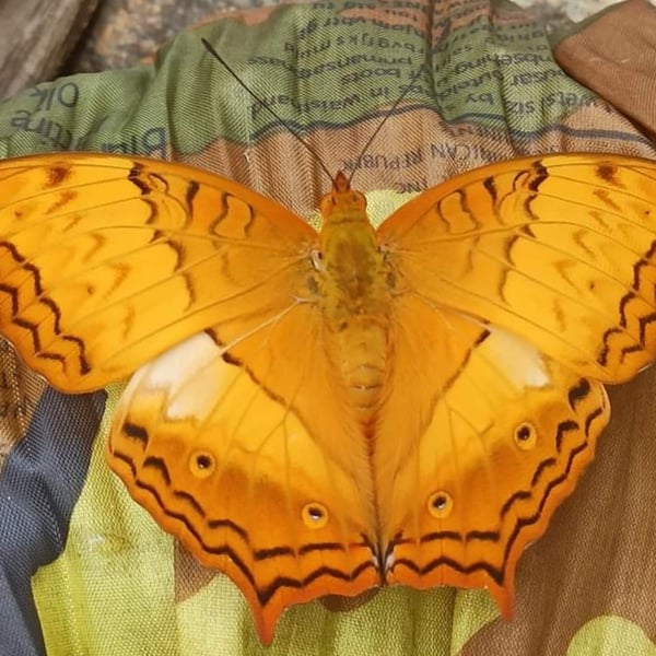 Vindula erota