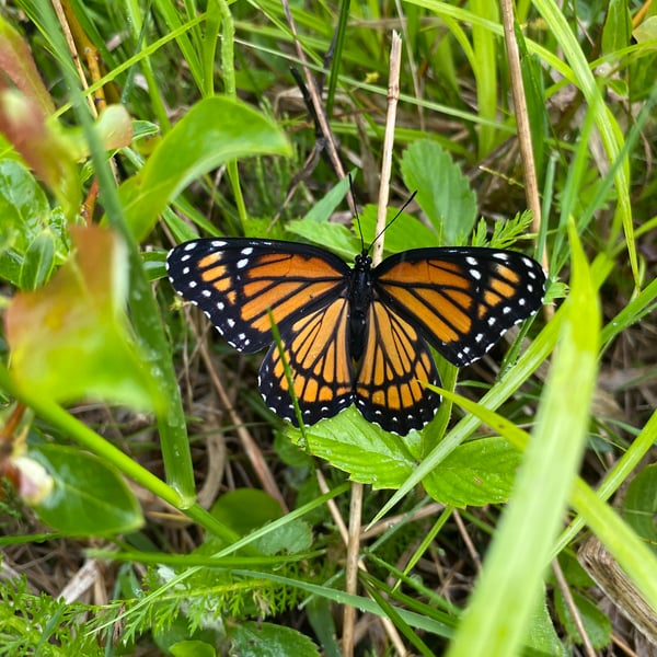 Danaus