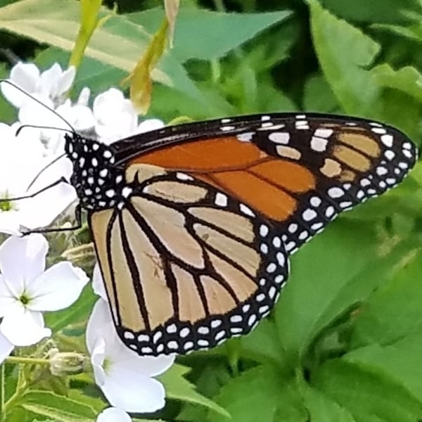 Danaus plexippus