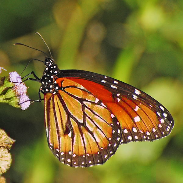 Danaus eresimus