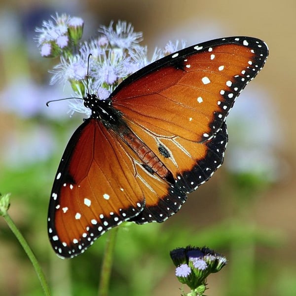 Danaus gilippus