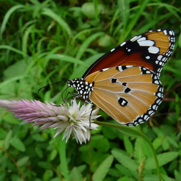 Danaus chrysippus