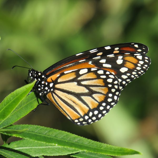 Danaus erippus