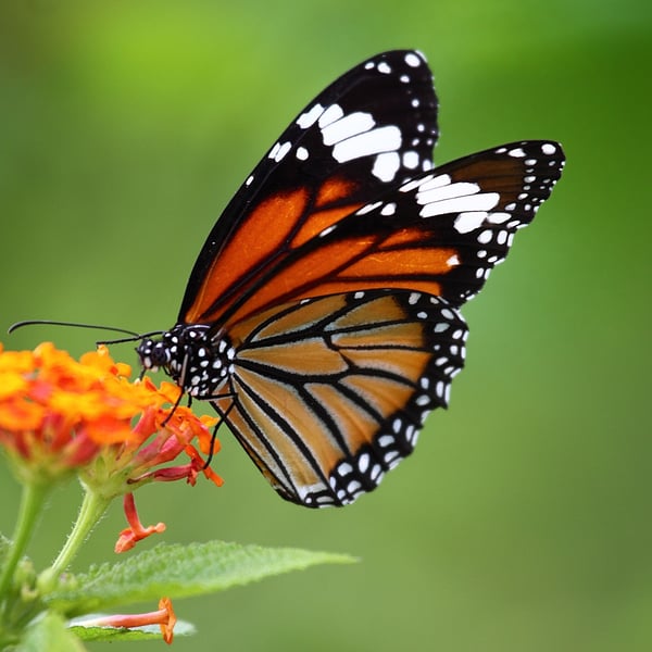 Danaus genutia