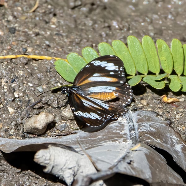 Danaus affinis