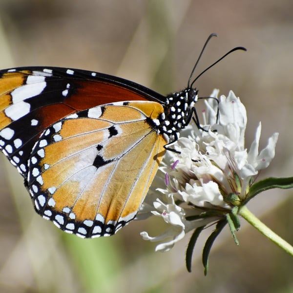 Danaus petilia
